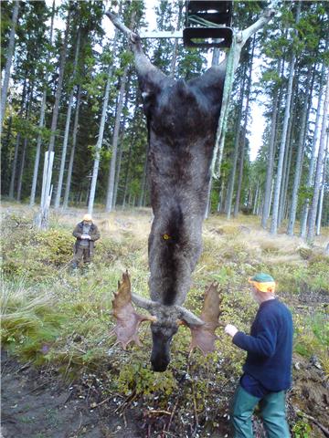 älg